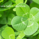 アーユルヴェーダサロン